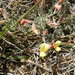 Lotus greenei - Photo (c) phacelialinearis, μερικά δικαιώματα διατηρούνται (CC BY-NC), uploaded by phacelialinearis