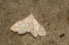 Leptosteges