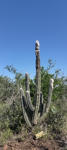 Pilosocereus leucocephalus, photograph 3