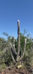 Pilosocereus leucocephalus, photograph (c) Tereso Hernández Morales, some rights reserved (CC BY)