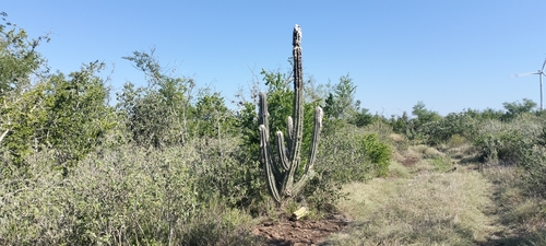 Pilosocereus leucocephalus, photograph 4