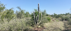 Pilosocereus leucocephalus, photograph (c) Tereso Hernández Morales, some rights reserved (CC BY)