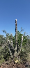 Pilosocereus leucocephalus, photograph (c) Tereso Hernández Morales, some rights reserved (CC BY)