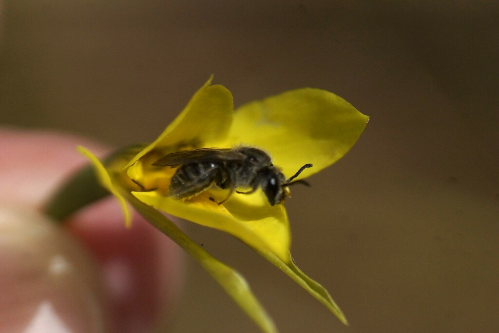 Chilalictus from Inverleigh VIC 3321, Australia on September 27, 2023 ...