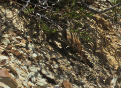 Pseudasthenes steinbachi