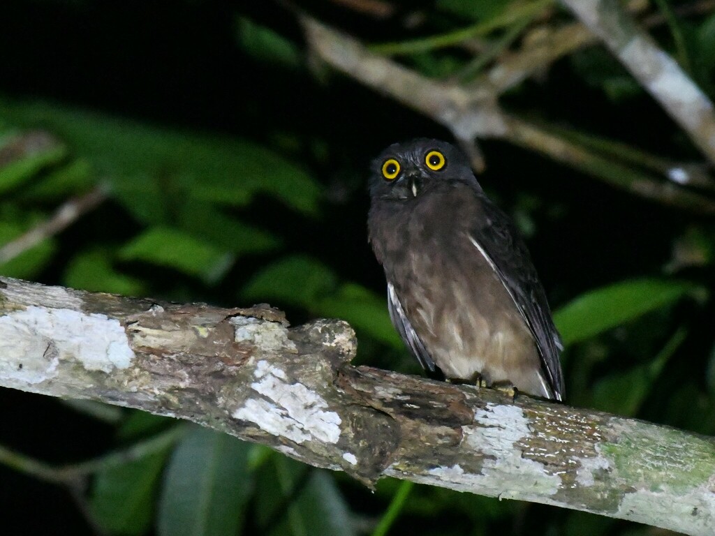 Jungle Boobook