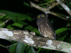 Jungle Boobook photo 1