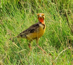Macronyx capensis colletti