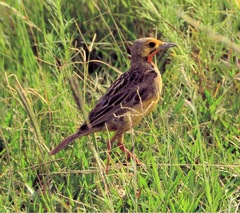 Macronyx capensis colletti