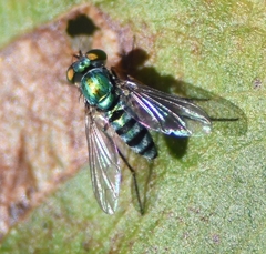 Condylostylus pruinosus