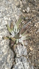 Dudleya abramsii abramsii