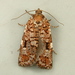 Western Spruce Budworm Moth - Photo (c) Dick, some rights reserved (CC BY-NC-SA)