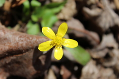 Ranunculus hispidus