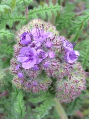 Phacelia floribunda
