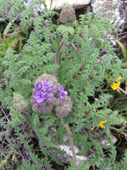 Phacelia floribunda