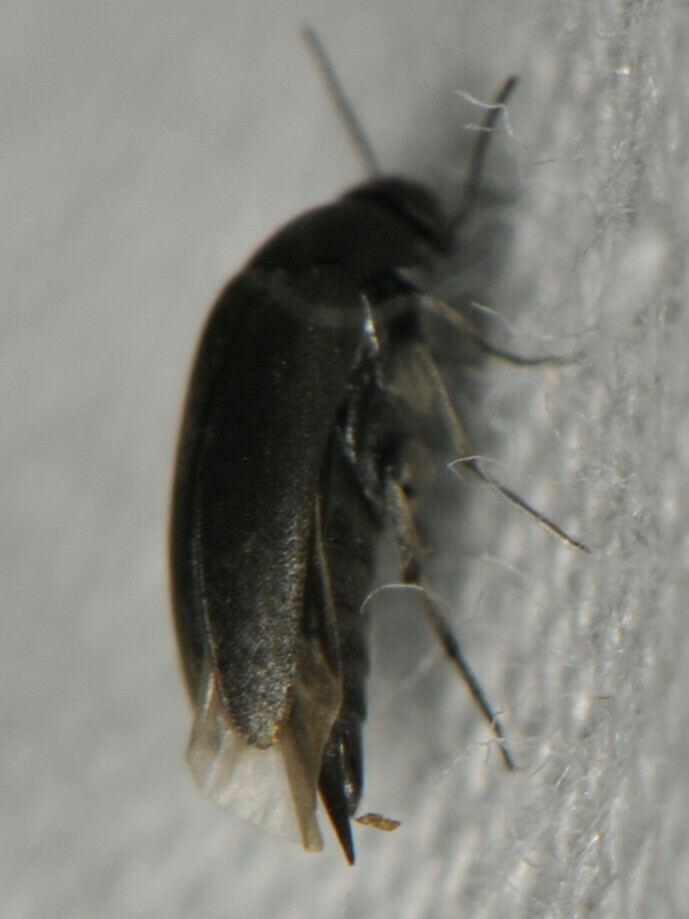 Mordellistena in September 2023 by Elliott Gordon · iNaturalist