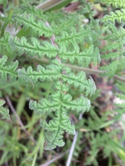 Phacelia floribunda