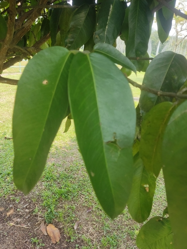 Garcinia dulcis observed 2023-09-28