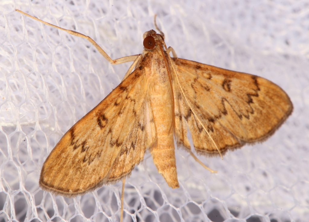 Tatobotys janapalis