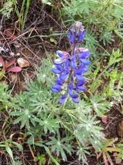 Lupinus guadalupensis