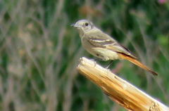Knipolegus aterrimus