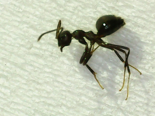 Prenolepis striata