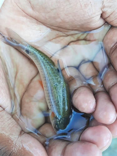 Chola barb (Puntius chola) — Cyprinidae — 5