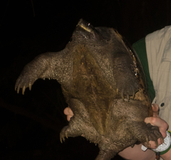 Chelydra acutirostris