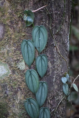 Philodendron hopkinsianum