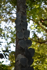 Philodendron hopkinsianum