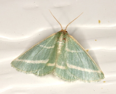 Mixocera latilineata