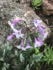 Triteleia clementina