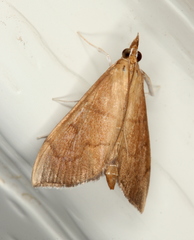 Lamprophaia albifimbrialis