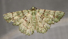 Aeolochroma hypochromaria