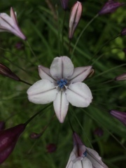 Triteleia clementina