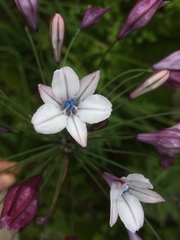 Triteleia clementina