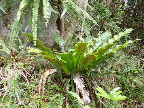 Asplenium goudeyi