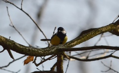 Parus major