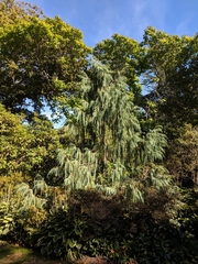 Cupressus cashmeriana