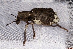 Aesiotes leucurus