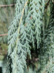 Cupressus cashmeriana