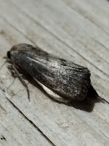 Greater wax moth