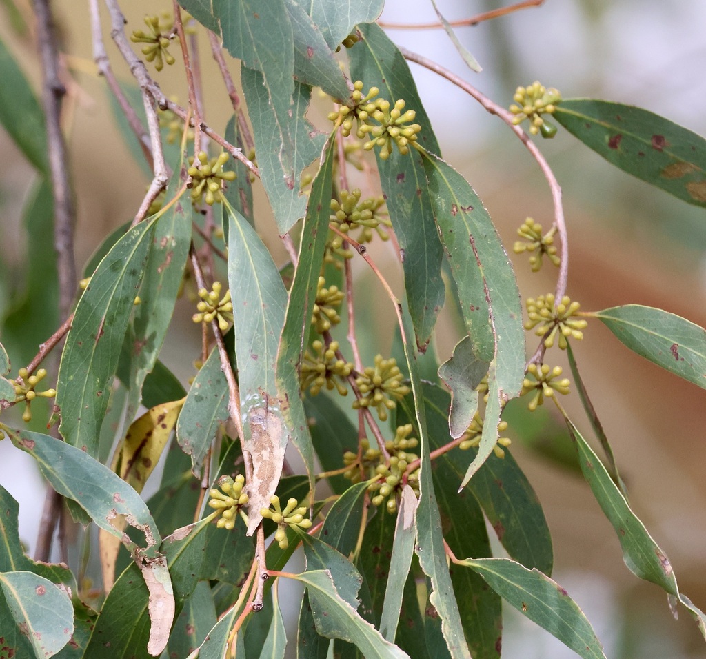 eucalyptus from Tarwin Lower VIC 3956, Australia on September 25, 2023 ...