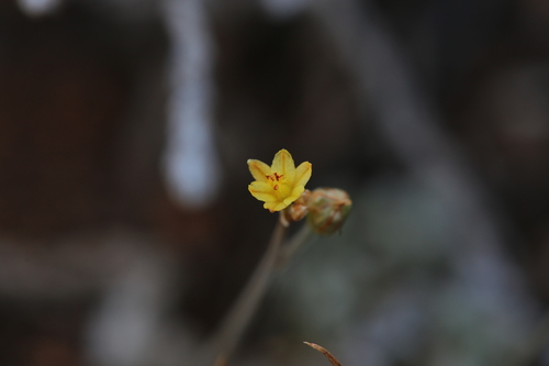 Image of Leek Lily (Bulbine semibarbata) by (c) Hugo Innes, some rights reserved (CC BY)