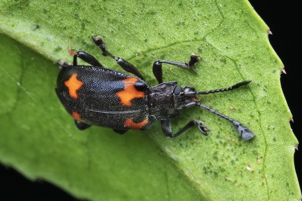 Parindalmus sinensis