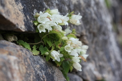 Campanula pendula