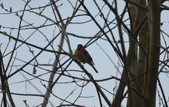 Fringilla coelebs