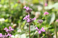Clinopodium caucasicum