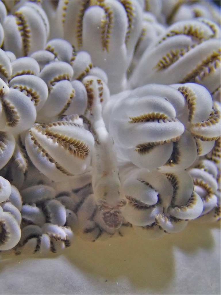 Xenia Shrimp