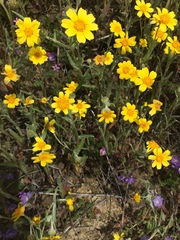 Monolopia lanceolata